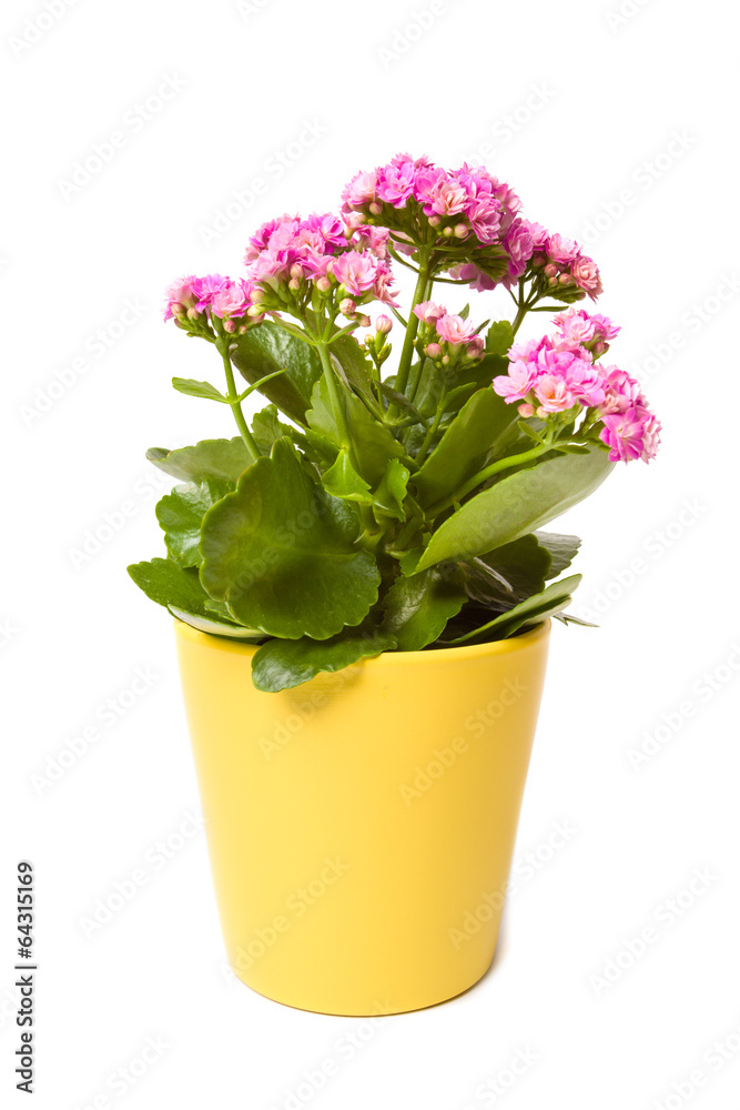 Kalanchoe flowering plant in pot on a white background Kalanchoe flowering plant in pot on a white background