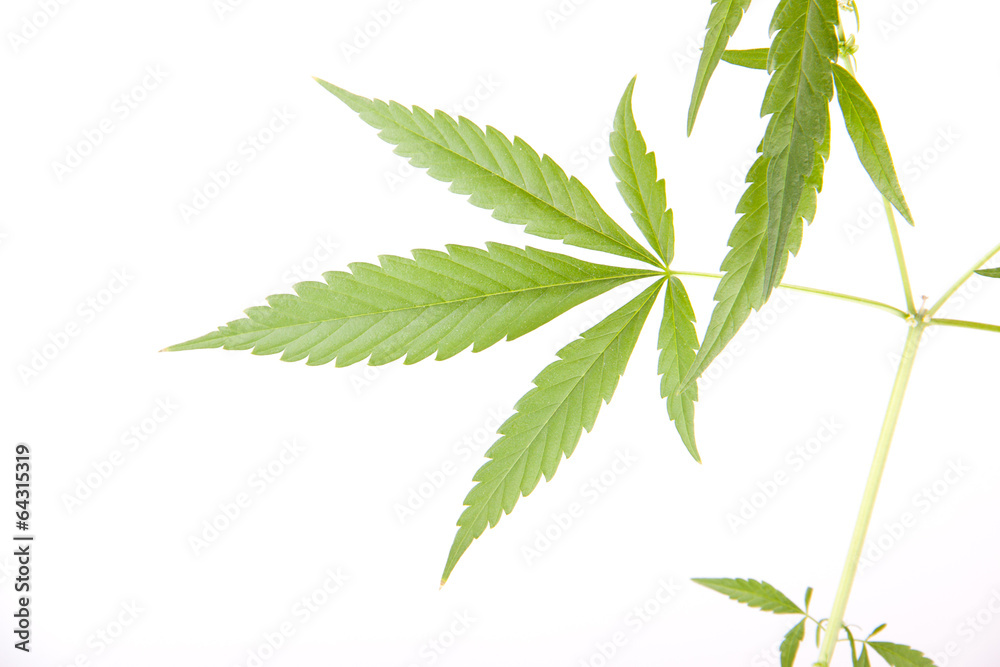 cannabis plant, marijuana on white background cannabis plant, marijuana on white background