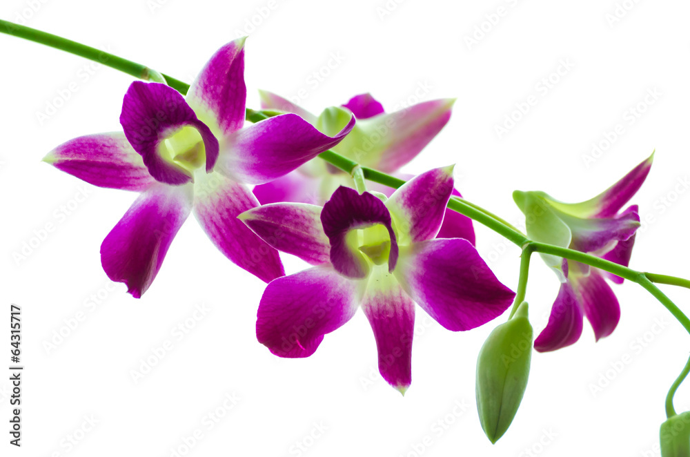 Orchind isolated white background Orchind isolated white background