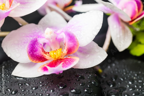 Spa concept of beautiful orchid flower and zen stones with drops