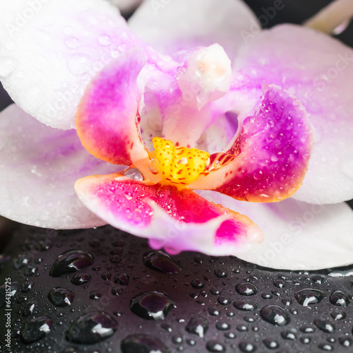 Spa concept of beautiful orchid flower and zen stones with drops