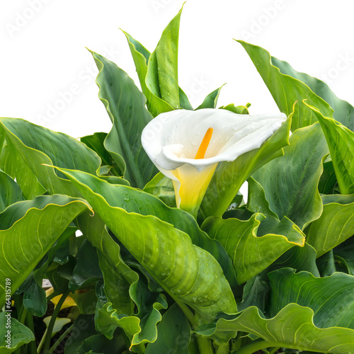 Fototapeta Naklejka Na Ścianę i Meble -  BlossomingWhite Calla Lily flower with drops is isolated on whit