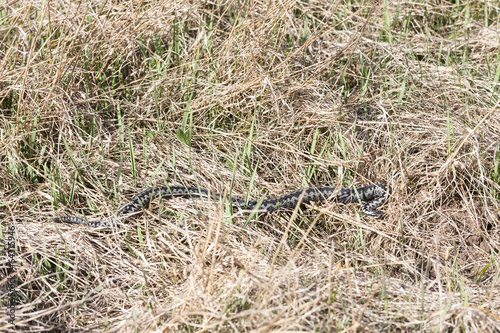 Common adder or viper on the ground