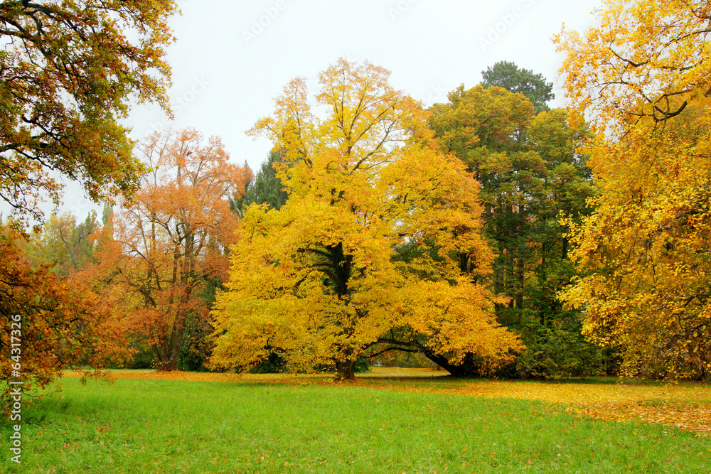 park, autumn park, autumn