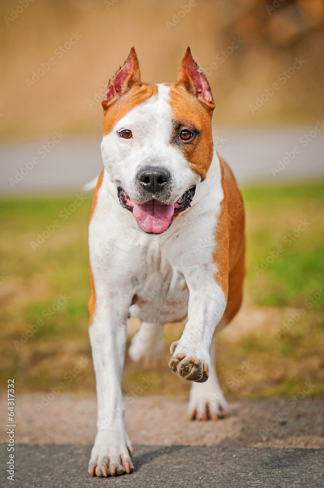 American staffordshire terrier running