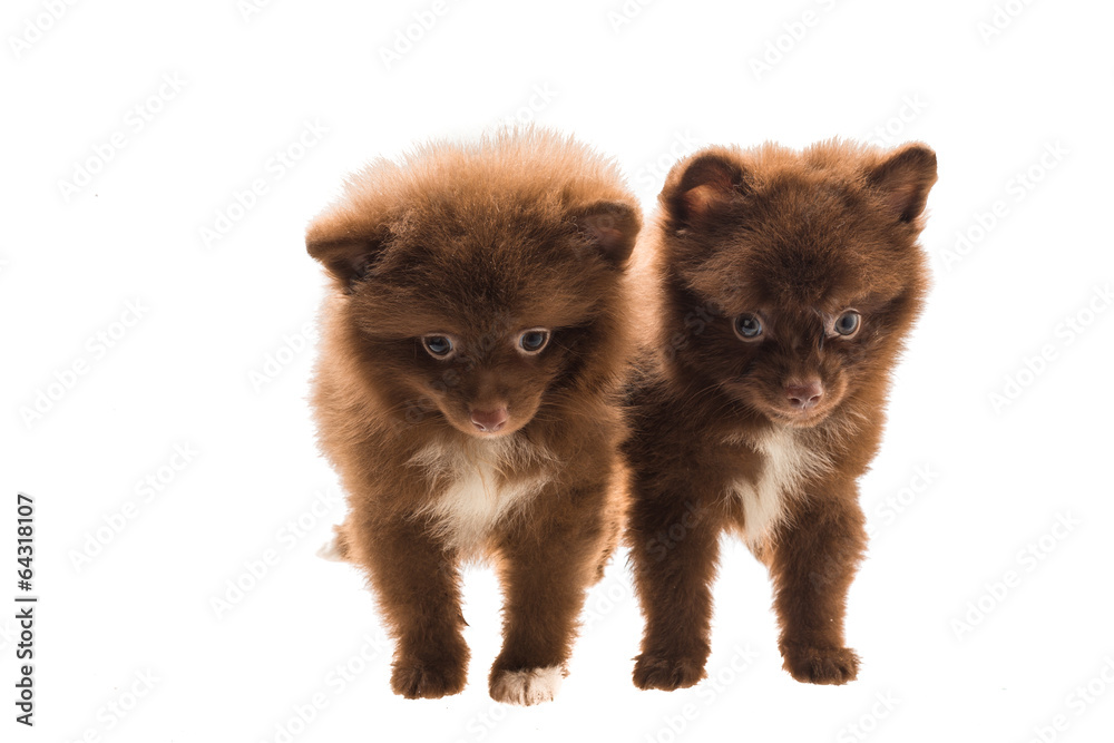 Pomeranian spitz puppy Pomeranian spitz puppy