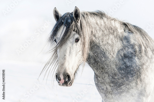 Portrait of grey shire stallion in winter
