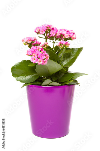 Kalanchoe flowering plant in pot on a white background