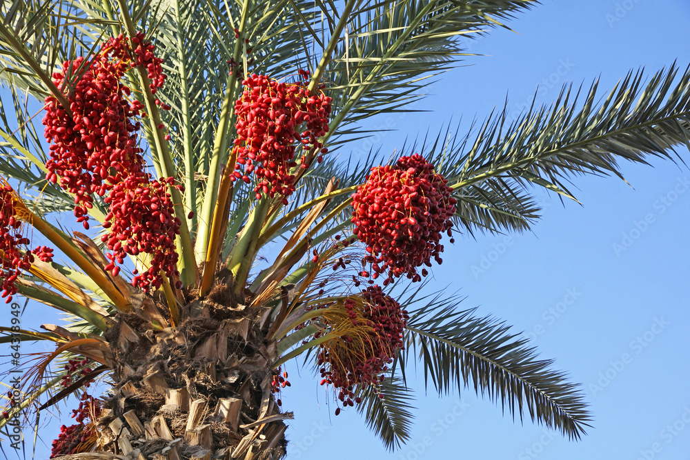 Close-up date palm tree with dates Close-up date palm tree with dates