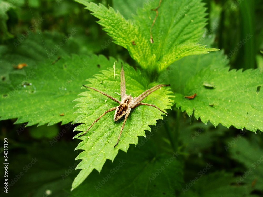 Spinne am Morgen Spinne am Morgen
