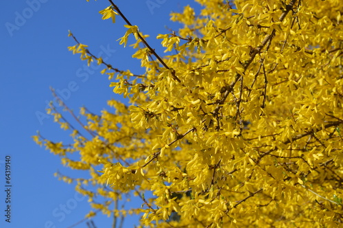 yellow flowers Forsythia, gelbe Blumen Forsythie