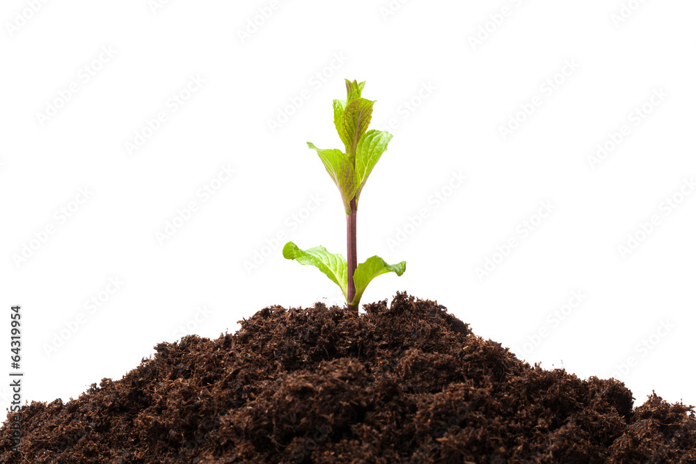 Sprout From The Soil Sprout From The Soil