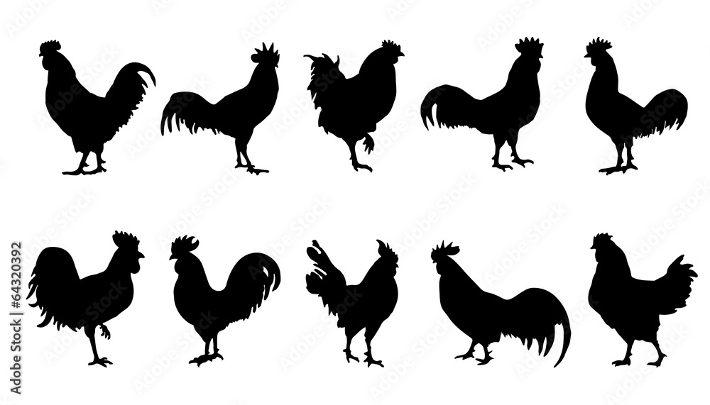 Fotografie, Obraz rooster silhouettes