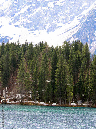 large pine trees on the shores of Alpine Lake with the Alps