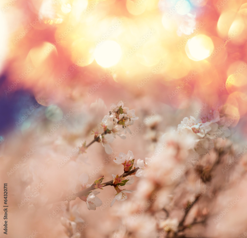 Naklejka premium Blossom cherry
