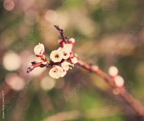Vintage blossom tree flower © Maksim Kostenko