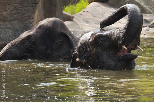 Two elephants in the water