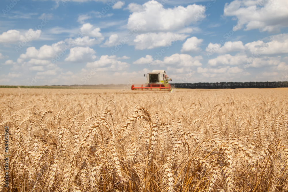 Fototapeta premium ears of wheat at field and harvesting machine on background