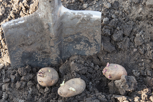 Planting potato tubers into soil