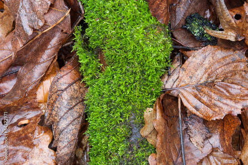 Moss and fallen leaves photo