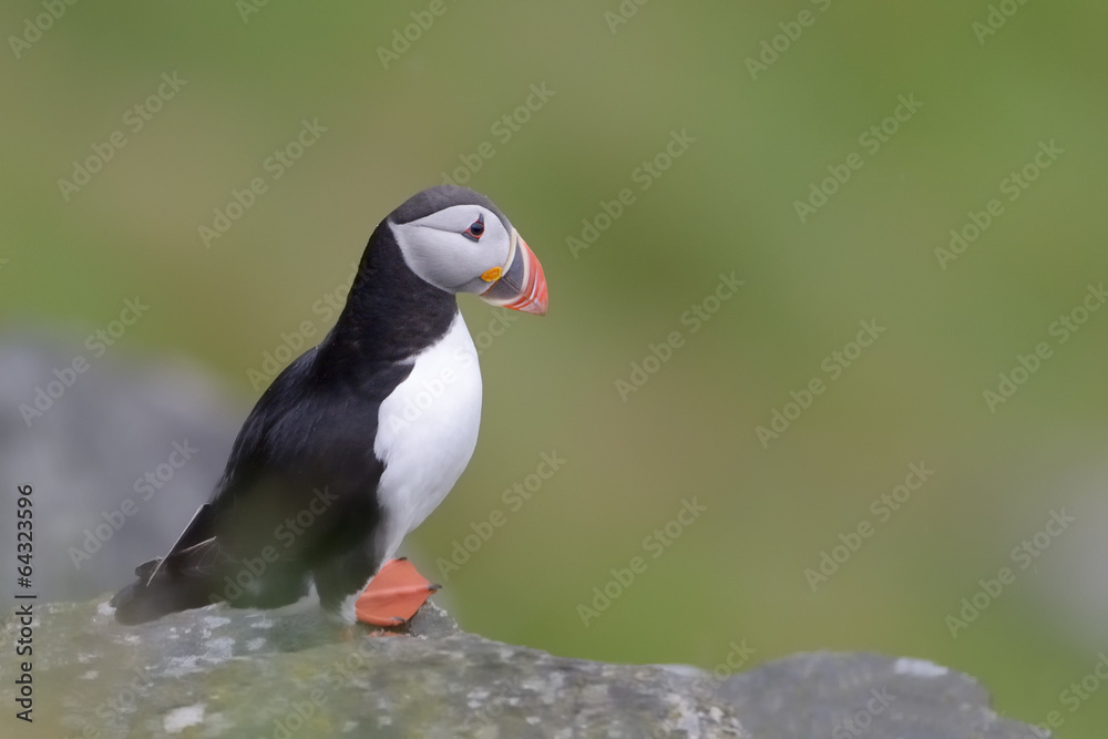 Atlantic Puffin standing cliff edge. Atlantic Puffin standing cliff edge.