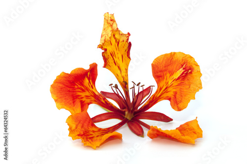 Flame tree flower isolated on the white background