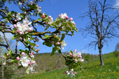 apple blossoms in spring, Apfelblüten im Frühling