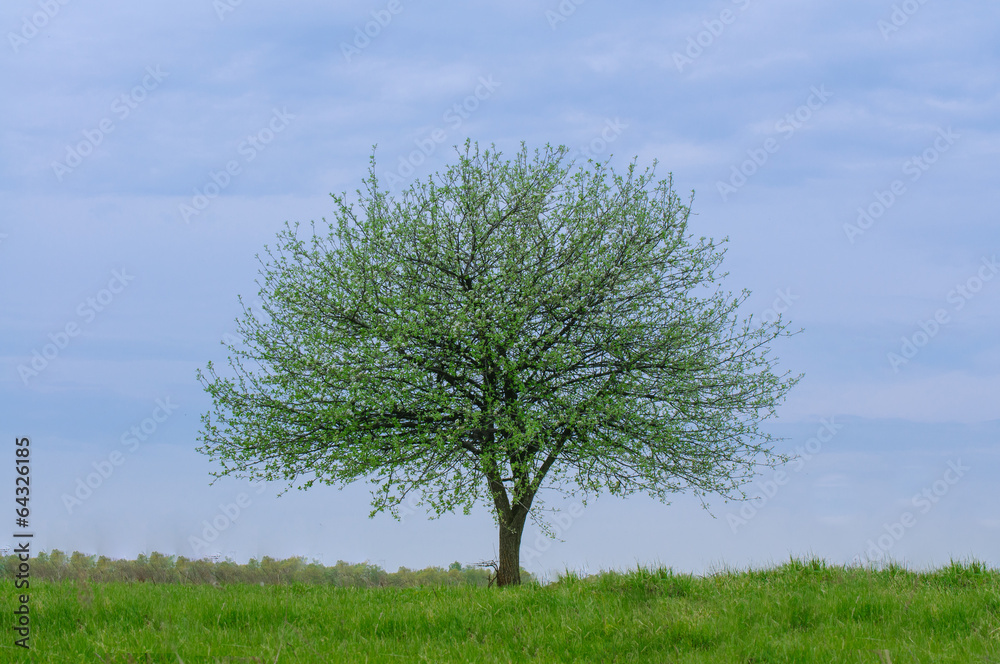 Fototapeta premium Lonely tree