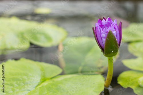 Lotus flower in a Flowerpot