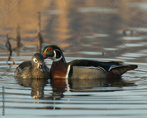 Canvas Print Pair of Wood Ducks