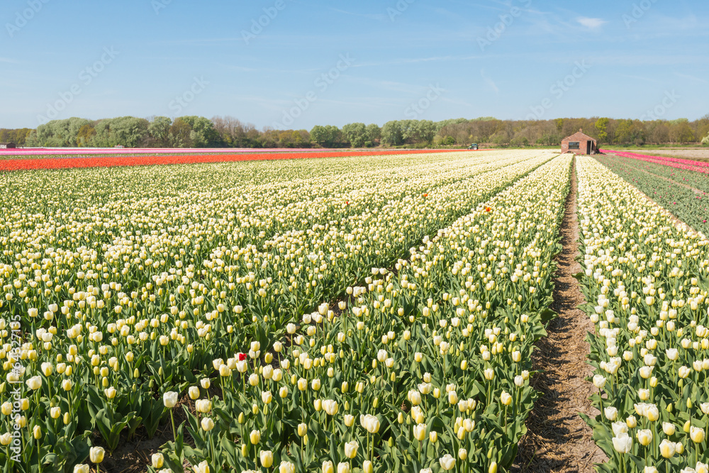 Flowering tulips in springtime Flowering tulips in springtime