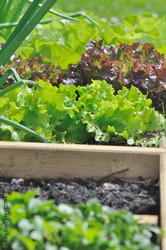 salade dans carré potager