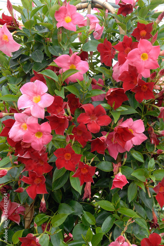 dipladenia ou mandevilla
