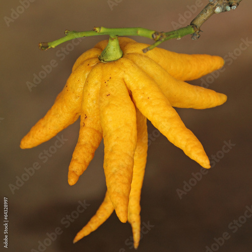 fragrant Buddha's hand or fingered citron fruit,Citrus medica photo