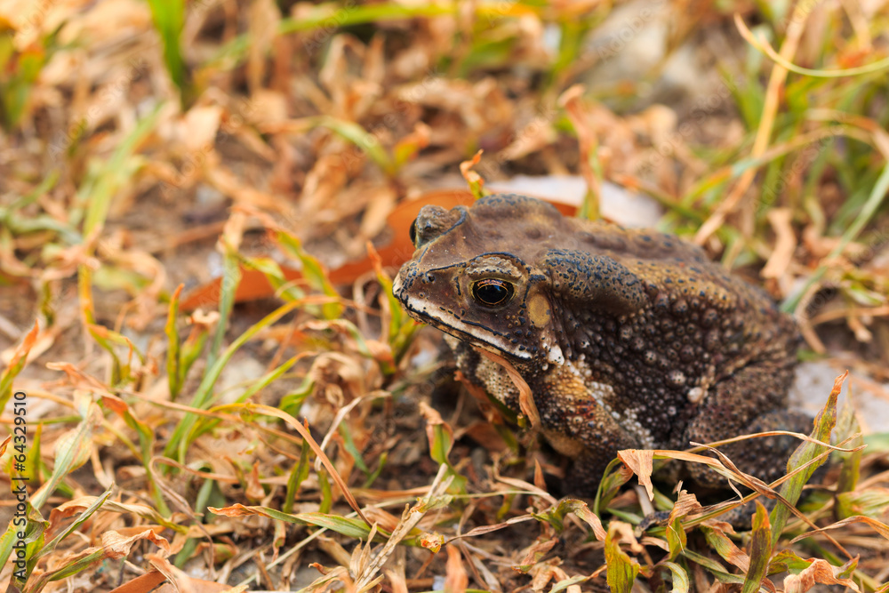 Obraz premium Toad