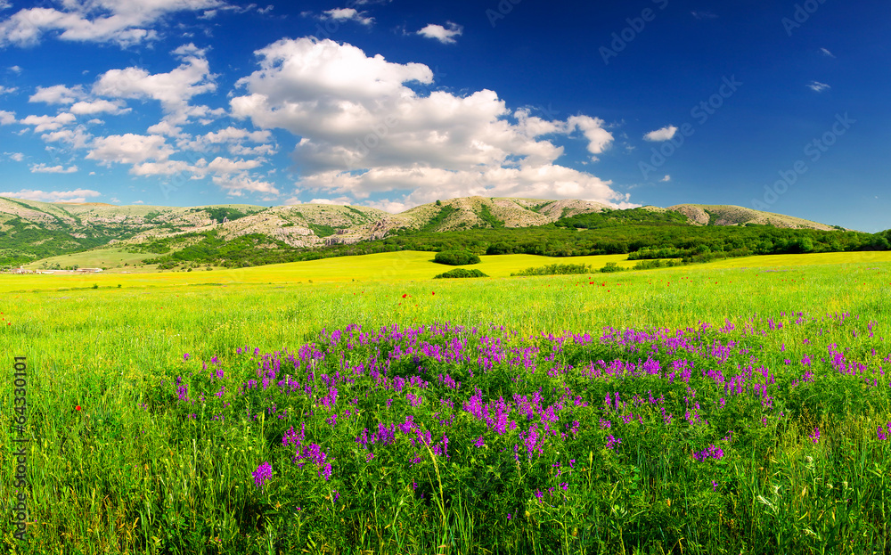 Field with flowers in summer time.
