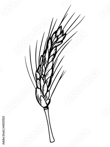 ear of wheat