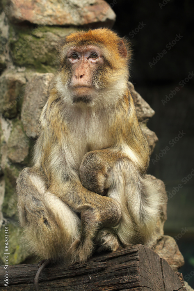 Obraz premium macaque