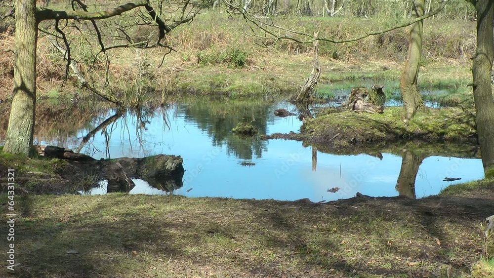 Reflection of trees in marsh water, Reflection of trees in marsh water,