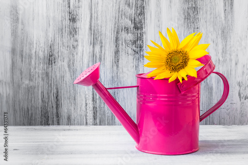 Fototapeta Naklejka Na Ścianę i Meble -  Still life bouquet sunflowers watering can