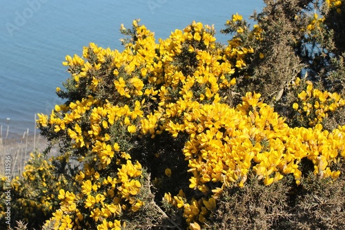 Gorse also called furze or whin photo