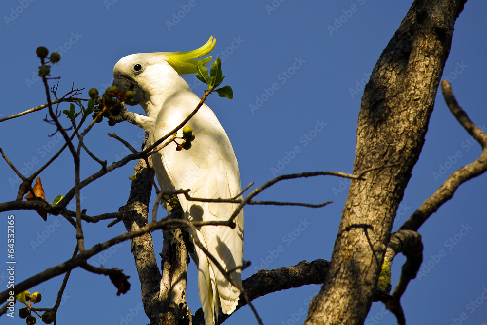 Sulphur Crested Cockatoo