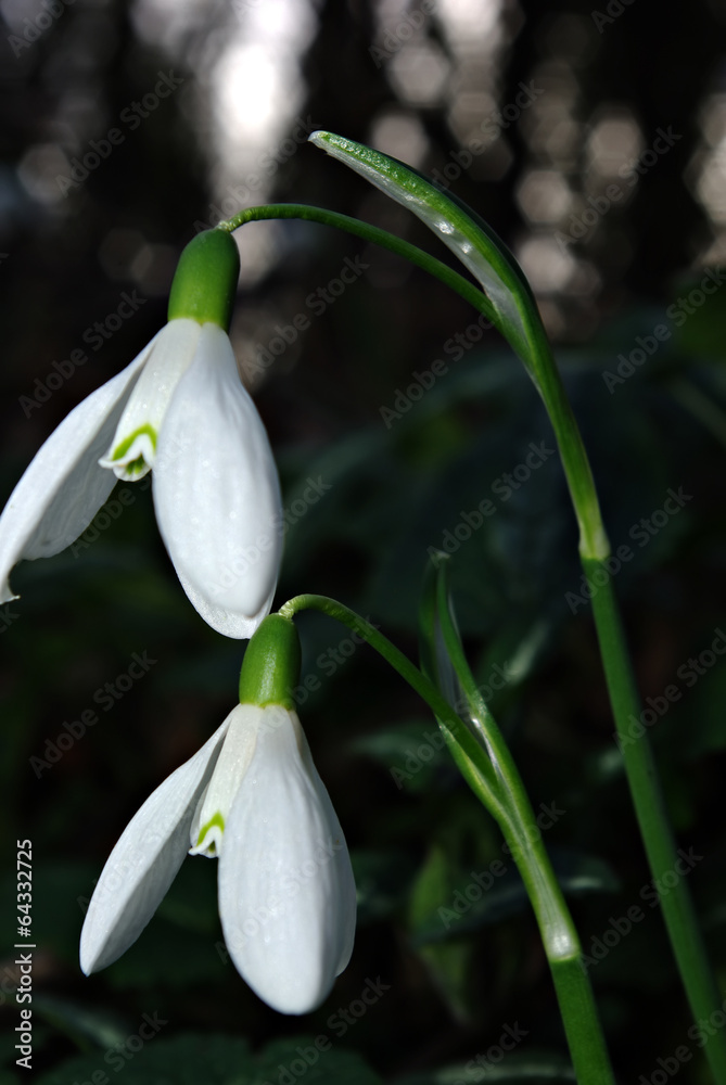 Snowdrops Galanthus nivalis Snowdrops Galanthus nivalis