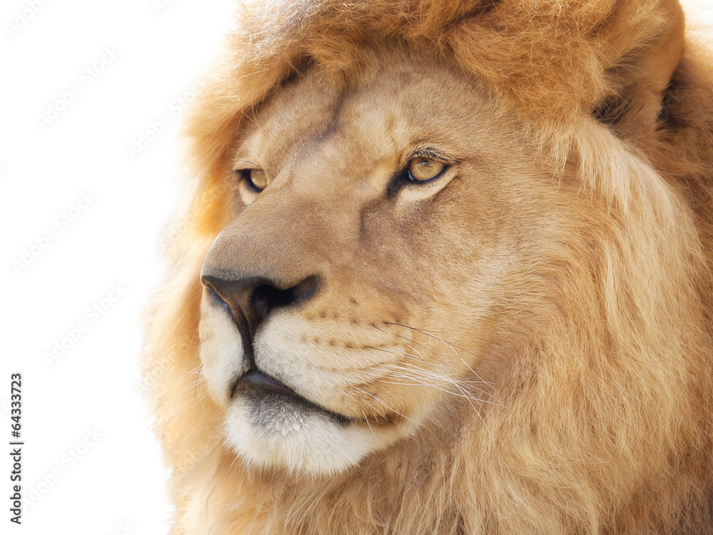 Pride of lion Pride of lion