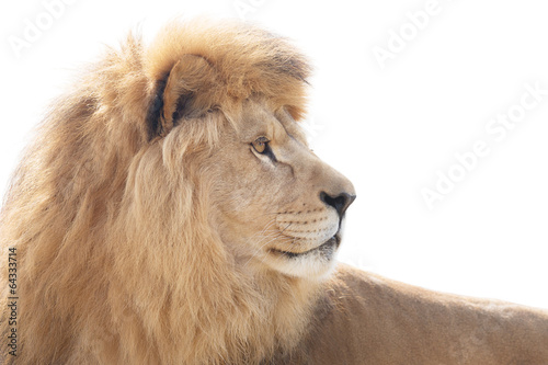 Fototapeta Naklejka Na Ścianę i Meble -  Beautiful and powerful lion wisely looking into distance