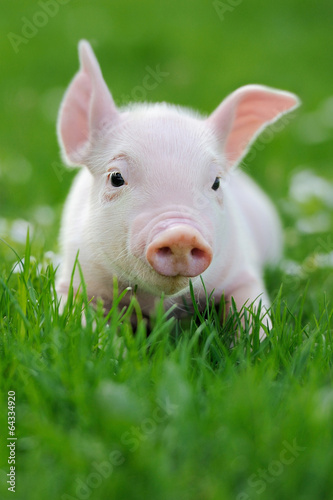 Young pig on a green grass © byrdyak