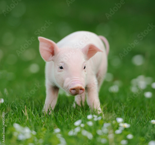 Young pig on a green grass © byrdyak