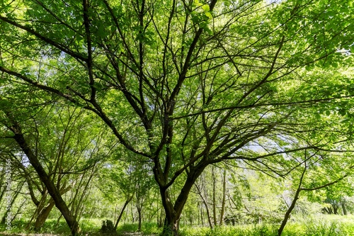 Maple tree at spring