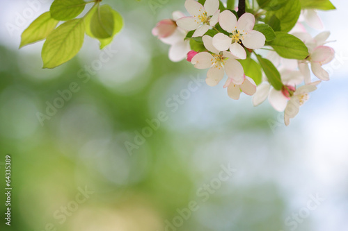 Blooming apple tree blossoms with smooth bokeh background