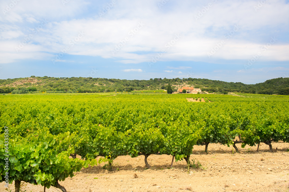 Vineyard in south-France